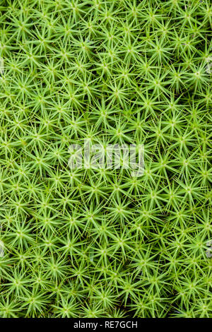 Mousse polytric Polytrichum commune ou star moss growing in lowland heath dans le Kent UK Banque D'Images