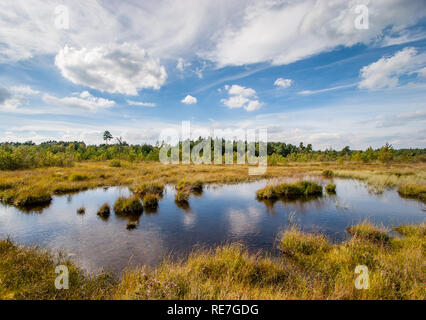 Pudmore l étang à Thursley Réserve naturelle nationale commune à Surrey U Banque D'Images