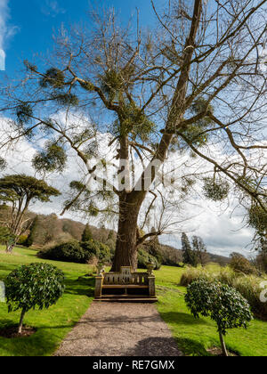 Jardin de pierre ouvragée siège sous un grand arbre couvert de gui dans les jardins de Tyntesfield près de Bristol UK Banque D'Images