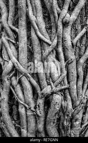 Couverture de denses liés Hedera helix lierre branches encerclant un grand tronc d'arbre dans la nouvelle forêt Hampshire UK Banque D'Images