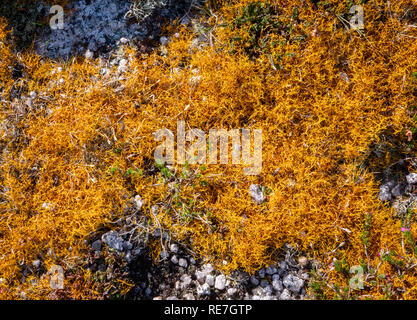 Lichen Teloschistes cheveux or flavicans une espèce rare croissant sur les falaises de granit exposés sur Lundy Island au large de la côte nord du Devon UK Banque D'Images