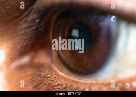 Eye macro avec iris brun foncé et élève, parfaitement centré avec des cils épais Banque D'Images