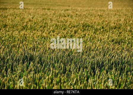 Fleurs de prairie sur terrain Banque D'Images