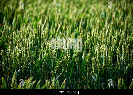 Fleurs de prairie sur terrain Banque D'Images