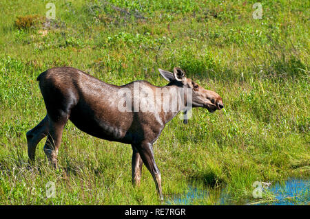 Orignaux en Alaska Banque D'Images