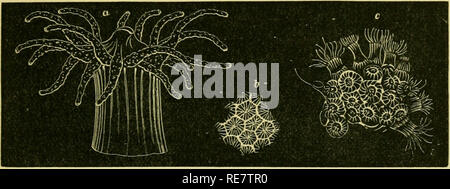 . Les coraux et les îles coralliennes. Les récifs coralliens et d'îles ; les coraux. COKALS ET LES DÉCIDEURS. 47 c, les polypes sont de la taille naturelle, tandis que la figure a représente l'un d'entre eux, les polypes élargie, comme c'est observé, tenir très j)rominent au-dessus des cellules du corallum, parce que seulement les bases d'elles sécrètent de corail ; et les bourgeons qui s'ouvrent entre l'calicles, sont donc des bourgeons latéraux ; le corail a beaucoup resem- blance à celui d'un Orbicella, dans lequel le bourgeonnement est marginal.. ASTKANGIA DANyE, Ag. Les tentacules ont minutes protubérances verruqueuses sur eux, qui sont remplis de lasso-cellules, chacune sur un 500e d'un Banque D'Images