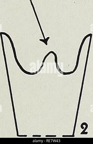 . Les coraux de l'Chouteau et des formations de la région de la vallée du Mississippi. Les coraux, les combustibles, la paléontologie, la paléontologie. 21 inversé. Veuillez noter que ces images sont extraites de la page numérisée des images qui peuvent avoir été retouchées numériquement pour plus de lisibilité - coloration et l'aspect de ces illustrations ne peut pas parfaitement ressembler à l'œuvre originale.. Easton, William H. (William Heyden), 1916-. Urbana, Illinois Banque D'Images