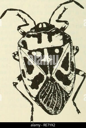 . Rapport d'insectes économique coopérative. Les insectes bénéfiques ; les insectes nuisibles. . Veuillez noter que ces images sont extraites de la page numérisée des images qui peuvent avoir été retouchées numériquement pour plus de lisibilité - coloration et l'aspect de ces illustrations ne peut pas parfaitement ressembler à l'œuvre originale.. United States. Service de la santé animale et végétale. Pour la protection des végétaux et de la quarantaine de programmes ; United States. Bureau international d'entomologie et de la quarantaine végétale ; United States. La Division du contrôle des parasites des végétaux. Hyattsville, MD. [Etc. ] Protection des végétaux et les programmes de mise en quarantaine de la santé animale et végétale Banque D'Images
