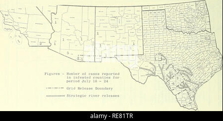 . Rapport d'insectes économique coopérative. Les insectes bénéfiques ; les insectes nuisibles. - 880 - État de la lucilie bouchère (Cochllomyia hominivorax) DANS LE SUD-OUEST Au cours de la période de juillet 18 - 24, un total de 30 cas a été signalé dans le sud-ouest de la zone d'éradication, comme suit par les États et les comtés : TEXAS - Médina 2, Zavala 6, Real 1, Terrell, Kinney 1 2, 1 Maverick ; ARIZONA - Gila 1, 1, 5 Yuma Pima Maricopa Mohave, 1, 1, Santa Cruz 1, NOUVEAU MEXIQUE - 1 cas chacun à Chaves, Eddy, Luna, Catron, Grant ; Californie- Imperial 2. La République du Mexique a signalé 177 cas : Sonora 39, Chihuahua, Coahuila, 19 12 Tamauli Banque D'Images