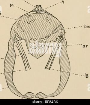 . Une contribution à notre connaissance de la morphologie de l'lamellibranchiate mollusques. Des bivalves. -'S ab og -. Kellogg del. Fig. 38. Veuillez noter que ces images sont extraites de la page numérisée des images qui peuvent avoir été retouchées numériquement pour plus de lisibilité - coloration et l'aspect de ces illustrations ne peut pas parfaitement ressembler à l'œuvre originale.. Kellogg, James Lawrence, 1866-1938 ; United States Fish Commission. Washington : G. P. O. Banque D'Images