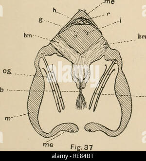 . Une contribution à notre connaissance de la morphologie de l'lamellibranchiate mollusques. Des bivalves. Fig. 35 moi '"ig-Se. -'S ab og -. Veuillez noter que ces images sont extraites de la page numérisée des images qui peuvent avoir été retouchées numériquement pour plus de lisibilité - coloration et l'aspect de ces illustrations ne peut pas parfaitement ressembler à l'œuvre originale.. Kellogg, James Lawrence, 1866-1938 ; United States Fish Commission. Washington : G. P. O. Banque D'Images