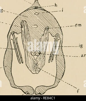 . Une contribution à notre connaissance de la morphologie de l'lamellibranchiate mollusques. Des bivalves. •--,F moi fnu og-  .fni. Fig. 35 moi '"ig-Se. Veuillez noter que ces images sont extraites de la page numérisée des images qui peuvent avoir été retouchées numériquement pour plus de lisibilité - coloration et l'aspect de ces illustrations ne peut pas parfaitement ressembler à l'œuvre originale.. Kellogg, James Lawrence, 1866-1938 ; United States Fish Commission. Washington : G. P. O. Banque D'Images