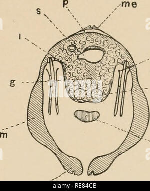 . Une contribution à notre connaissance de la morphologie de l'lamellibranchiate mollusques. Bivalvia. mo. "F rn6 Fig. 34. Veuillez noter que ces images sont extraites de la page numérisée des images qui peuvent avoir été retouchées numériquement pour plus de lisibilité - coloration et l'aspect de ces illustrations ne peut pas parfaitement ressembler à l'œuvre originale.. Kellogg, James Lawrence, 1866-1938 ; United States Fish Commission. Washington : G. P. O. Banque D'Images