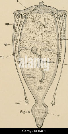 . Une contribution à notre connaissance de la morphologie de l'lamellibranchiate mollusques. Des bivalves. --.Id if. 12 -Niu5 Kellogg del.. .-Ce --ii. Veuillez noter que ces images sont extraites de la page numérisée des images qui peuvent avoir été retouchées numériquement pour plus de lisibilité - coloration et l'aspect de ces illustrations ne peut pas parfaitement ressembler à l'œuvre originale.. Kellogg, James Lawrence, 1866-1938 ; United States Fish Commission. Washington : G. P. O. Banque D'Images