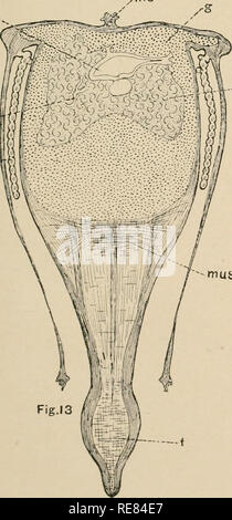 . Une contribution à notre connaissance de la morphologie de l'lamellibranchiate mollusques. Des bivalves. S-'. ...I S-- ig. Veuillez noter que ces images sont extraites de la page numérisée des images qui peuvent avoir été retouchées numériquement pour plus de lisibilité - coloration et l'aspect de ces illustrations ne peut pas parfaitement ressembler à l'œuvre originale.. Kellogg, James Lawrence, 1866-1938 ; United States Fish Commission. Washington : G. P. O. Banque D'Images