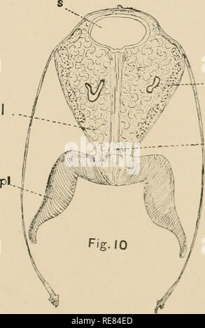 . Une contribution à notre connaissance de la morphologie de l'lamellibranchiate mollusques. Des bivalves. Fig. 7 Ki'llogg del.. Veuillez noter que ces images sont extraites de la page numérisée des images qui peuvent avoir été retouchées numériquement pour plus de lisibilité - coloration et l'aspect de ces illustrations ne peut pas parfaitement ressembler à l'œuvre originale.. Kellogg, James Lawrence, 1866-1938 ; United States Fish Commission. Washington : G. P. O. Banque D'Images