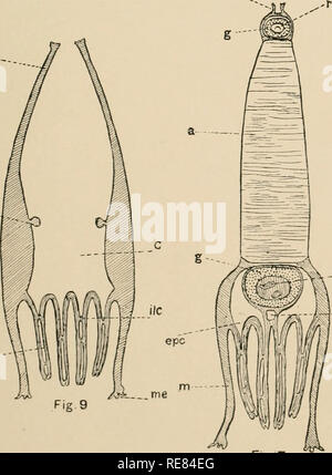 . Une contribution à notre connaissance de la morphologie de l'lamellibranchiate mollusques. Bivalvia. CBE Fig. 6 m... Veuillez noter que ces images sont extraites de la page numérisée des images qui peuvent avoir été retouchées numériquement pour plus de lisibilité - coloration et l'aspect de ces illustrations ne peut pas parfaitement ressembler à l'œuvre originale.. Kellogg, James Lawrence, 1866-1938 ; United States Fish Commission. Washington : G. P. O. Banque D'Images