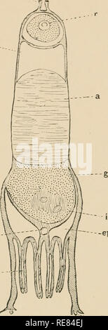 . Une contribution à notre connaissance de la morphologie de l'lamellibranchiate mollusques. Des bivalves. .Bv //. CBE Fig. 6 m... Veuillez noter que ces images sont extraites de la page numérisée des images qui peuvent avoir été retouchées numériquement pour plus de lisibilité - coloration et l'aspect de ces illustrations ne peut pas parfaitement ressembler à l'œuvre originale.. Kellogg, James Lawrence, 1866-1938 ; United States Fish Commission. Washington : G. P. O. Banque D'Images