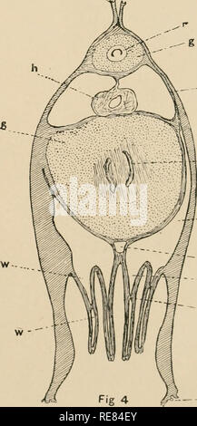 . Une contribution à notre connaissance de la morphologie de l'lamellibranchiate mollusques. Des bivalves. 8J50 - -bv  cdi moi Kellogg del.. Veuillez noter que ces images sont extraites de la page numérisée des images qui peuvent avoir été retouchées numériquement pour plus de lisibilité - coloration et l'aspect de ces illustrations ne peut pas parfaitement ressembler à l'œuvre originale.. Kellogg, James Lawrence, 1866-1938 ; United States Fish Commission. Washington : G. P. O. Banque D'Images