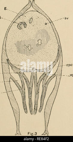 . Une contribution à notre connaissance de la morphologie de l'lamellibranchiate mollusques. Bivalvia. moi bJ. par le CEI. Veuillez noter que ces images sont extraites de la page numérisée des images qui peuvent avoir été retouchées numériquement pour plus de lisibilité - coloration et l'aspect de ces illustrations ne peut pas parfaitement ressembler à l'œuvre originale.. Kellogg, James Lawrence, 1866-1938 ; United States Fish Commission. Washington : G. P. O. Banque D'Images