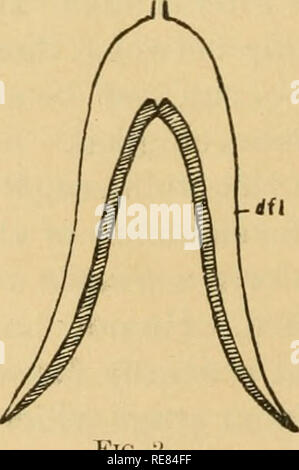 . Une contribution à notre connaissance de la morphologie de l'lamellibranchiate mollusques. Des bivalves. Fig. 1.. Veuillez noter que ces images sont extraites de la page numérisée des images qui peuvent avoir été retouchées numériquement pour plus de lisibilité - coloration et l'aspect de ces illustrations ne peut pas parfaitement ressembler à l'œuvre originale.. Kellogg, James Lawrence, 1866-1938 ; United States Fish Commission. Washington : G. P. O. Banque D'Images