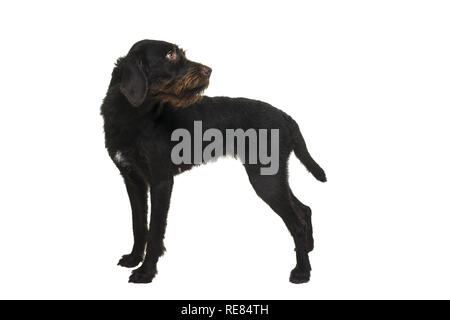 Cesky Fousek chien femme debout à l'écart vu de l'avant, isolé sur fond blanc Banque D'Images