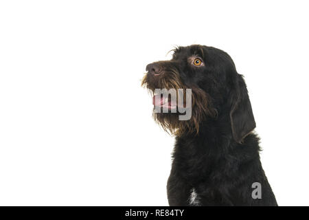 Portrait de la tête d'un chien à la recherche femelle Cesky Fousek loin vu de l'avant, isolé sur fond blanc Banque D'Images