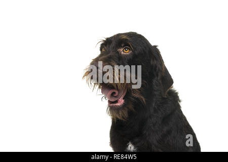 Portrait de la tête de femme Cesky Fousek chien haletant à la voiture vu de l'avant, isolé sur fond blanc Banque D'Images