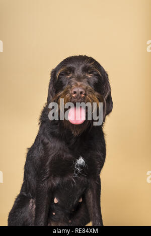 Portrait femme Cesky Fousek chien à la langue de l'appareil photo au vu de devant les yeux clos isolé sur fond beige Banque D'Images