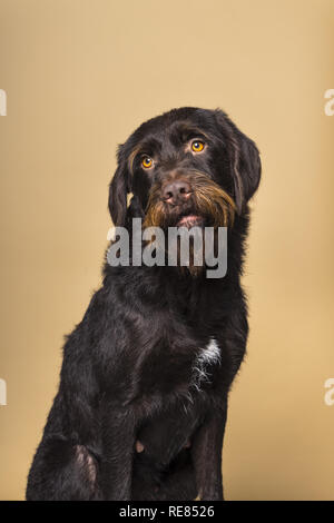 Portrait d'une femme Cesky Fousek chien regardant la caméra vu de l'avant, isolé sur un fond beige Banque D'Images