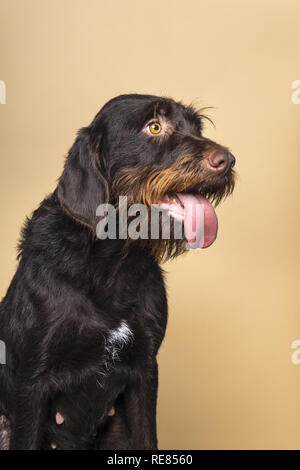 Portrait de femme Cesky Fousek chien à la voiture avec la langue, vu de l'avant, isolé sur un fond beige Banque D'Images