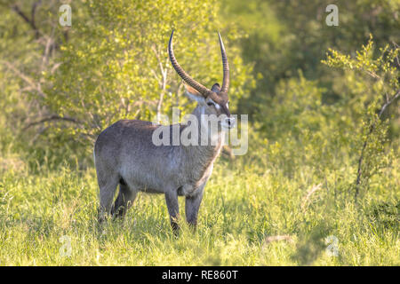 Cobe à croissant (Kobus ellipsiprymnus) dans le parc national Kruger en Afrique du Sud Banque D'Images