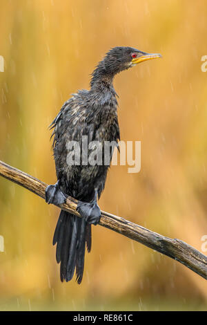 Reed Cormorant (Phalacrocorax africanus) sur poteau dans la pluie Banque D'Images