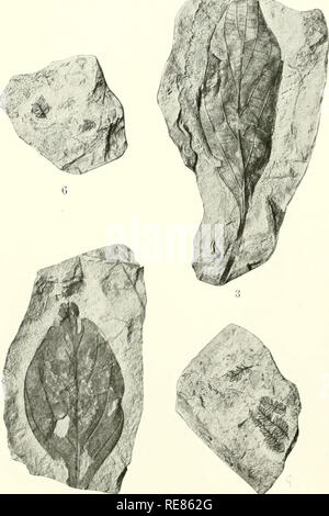 . Contributions à la géologie et la paléontologie de San Juan County, Nouveau Mexique. La paléobotanique -- Crétacé Supérieur ; la paléobotanique -- Nouveau Mexique San Juan Comté. Papier professionnel plaque 98 XCI. Veuillez noter que ces images sont extraites de la page numérisée des images qui peuvent avoir été retouchées numériquement pour plus de lisibilité - coloration et l'aspect de ces illustrations ne peut pas parfaitement ressembler à l'œuvre originale.. Knowlton, Frank Hall, 1860-1926. Washington : Govt. L'impression. L'arrêt. Banque D'Images