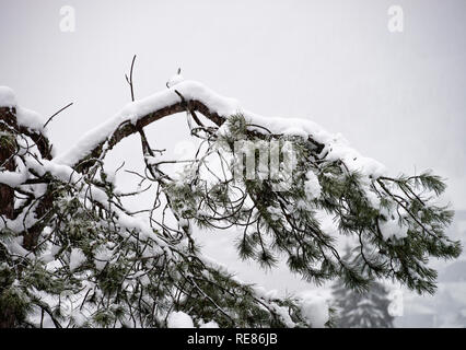 La cime d'un pin (arbre couvert de neige fraîche dans la station de ski française Ville de Morzine Haute Savoie Portes du Soleil France Banque D'Images