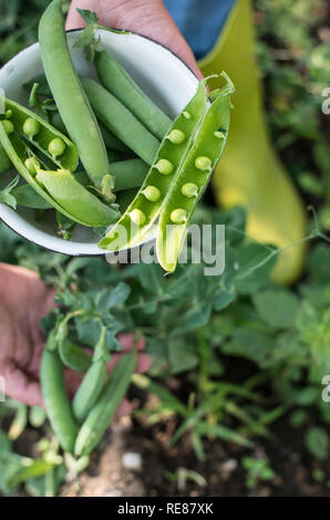 La cueillette des plantes de pois dans un jardin. Close up de haricots sur la lumière du jour. Tourné à l'extérieur. Ferme bio concept. Tenir les mains des plantes de pois. Banque D'Images