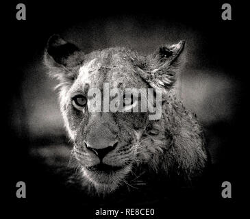 Un portrait en noir et blanc d'un lion mâle adolescent à la direction de l'appareil photo Banque D'Images