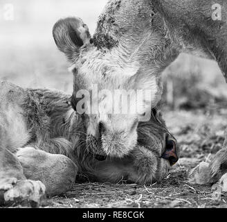 Un portrait noir et blanc de deux lionnes chaque message d'autres chefs en frottant Banque D'Images