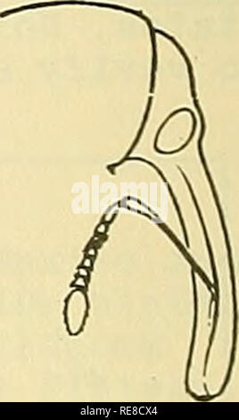 . Rapport d'insectes économique coopérative. Les insectes bénéfiques ; les insectes nuisibles. E des illustrations de Apple Blossom (Anthonomus pomorum) : - un adulte, considérablement augmentée. B - attaqué blossom bud. C - vue latérale de la tête. D - Larve. E - chrysalide. Chiffres (à l'exception de la carte) : Adulte et profil du dirigeant de Balachowsky, A. et du Mesnil, L. 1935. Les insectes nuisibles aux plantes cultivees. Tome 1, 1137 p., Paris. Larve, pupe et les dommages causés par des minist. Agr. et pour les pêches dans les feuilles. 28, (Grande-Bretagne), 3 pp. 1946. Principales références : (1) Balachowsky, A. et du Mesnil, L. nuisibles aux plantes cultivees. Volume 1, 11 Banque D'Images