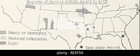 . Rapport d'insectes économique coopérative. Le contrôle des insectes ravageurs United States périodiques. 324 Luzerne tachetée - Utah - PUCERONS endommageant sur une grande partie de lave- tonne County, modérée à de nombreux dans le comté de Kane. Environ 1000 hectares de luzerne pulvérisé dans le comté de Washington. (Knowlton, Huqhes). Nouveau Mexique - moyenne à lourde en Rio Grande Valley de Hatch à Albuquerque. Med- ium à lourd également dans des domaines de De Baca, Chaves et Eddy comtés. Les fortes infestations dans les PECOS Valley de Guadalupe et de San Miguel de comtés. Automne- luzerne plantés gravement endommagées dans les zones de Dona Ana, de Baca et Valence comtés. ( Durkin) Banque D'Images