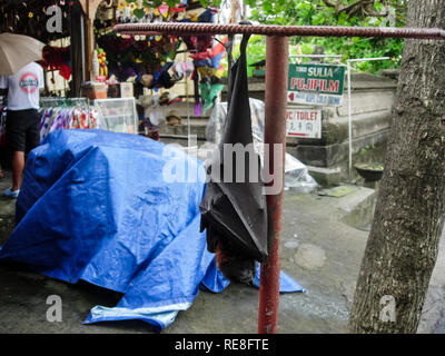 Bali, Indonésie - Juin 23, 2015 : Rousettus bat dans la ville de bali. Rousettus bat dans la ville de bali Banque D'Images