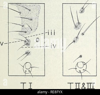 . Rapport d'insectes économique coopératif ; méthodes d'enquête. Des enquêtes entomologiques Insectes nuisibles ; United States. T- (thorax) A-(abdomen). Veuillez noter que ces images sont extraites de la page numérisée des images qui peuvent avoir été retouchées numériquement pour plus de lisibilité - coloration et l'aspect de ces illustrations ne peut pas parfaitement ressembler à l'œuvre originale.. United States. La Division du contrôle des parasites des végétaux. [Washington] Banque D'Images