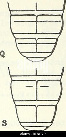 . Rapport d'insectes économique coopérative. Touches picturales. Les insectes nuisibles Ouvrages illustrés. - 6 - 9(B), Antecostal suture de 7e et 8e tergltes abdominale extension complète à travers le tergites (Q)j [sensoxy pores de segment antennaire terminal situé à environ [(E) & amp ; (H)...,.grassmanl Antecostal Beal de sutures tergites abdominaux 7 et 8 ne s'étendant pas complètement dans toute la suture tergites, parfois totalement absente sur le 8e segment (S)j pores sensoriels basale du segment antennaire terminal situé distad 1/3 de la surface terrière (T) • •••••••••••• •••••• .ornatum (Dire). H. M. Armitage, chef de Burea Banque D'Images