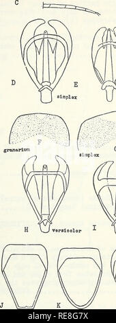 . Rapport d'insectes économique coopérative. Touches picturales. Les insectes nuisibles Ouvrages illustrés. Hind tarsi avec segment basal aussi long ou plus long que deuxième..TROGODERMA Berthold li Hind tarsi "segment basal avec beaucoup plus court que le deuxième (C) ATTAGENUS Latreille plus grande largeur des voies génitales chez l'homme plus de 2/3 de la longueur de l'édéage (D) !&gt ; plus grande "largeur des voies génitales chez l'homme moins de 2/3 de la longueur de l'édéage (E) de premier tergite 8 segment periphallic presque droit au milieu de la marge distale(F)..6 Tergite du premier segment de periphallic formant un angle au milieu de la marge distale (G) sijnplex Jayne Banque D'Images