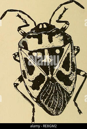 . Rapport d'insectes économique coopérative. Les insectes bénéfiques ; les insectes nuisibles. . Veuillez noter que ces images sont extraites de la page numérisée des images qui peuvent avoir été retouchées numériquement pour plus de lisibilité - coloration et l'aspect de ces illustrations ne peut pas parfaitement ressembler à l'œuvre originale.. United States. Service de la santé animale et végétale. Pour la protection des végétaux et de la quarantaine de programmes ; United States. Bureau international d'entomologie et de la quarantaine végétale ; United States. La Division du contrôle des parasites des végétaux. Hyattsville, MD. [Etc. ] Protection des végétaux et les programmes de mise en quarantaine de la santé animale et végétale Banque D'Images