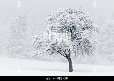 Arbre dans la neige en Slovénie Banque D'Images