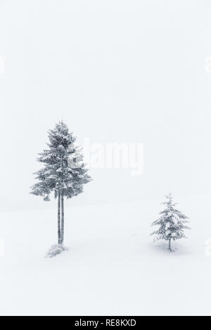 Lone Tree, Slovénie Banque D'Images