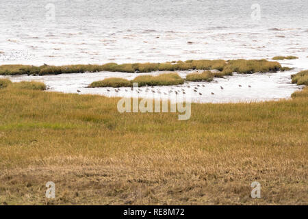 Un troupeau de Curlew (Numenius) arguata rassembler au bord de l'eau Milieux humides à Newport South Wales UK. Décembre 2018 Banque D'Images