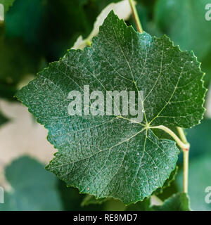 Extreme close up d'une feuille de vigne. Vue sur place Banque D'Images