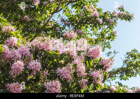 Purple fleurs blanches au Jardin botanique de Kirstenbosch de Cape Town Banque D'Images